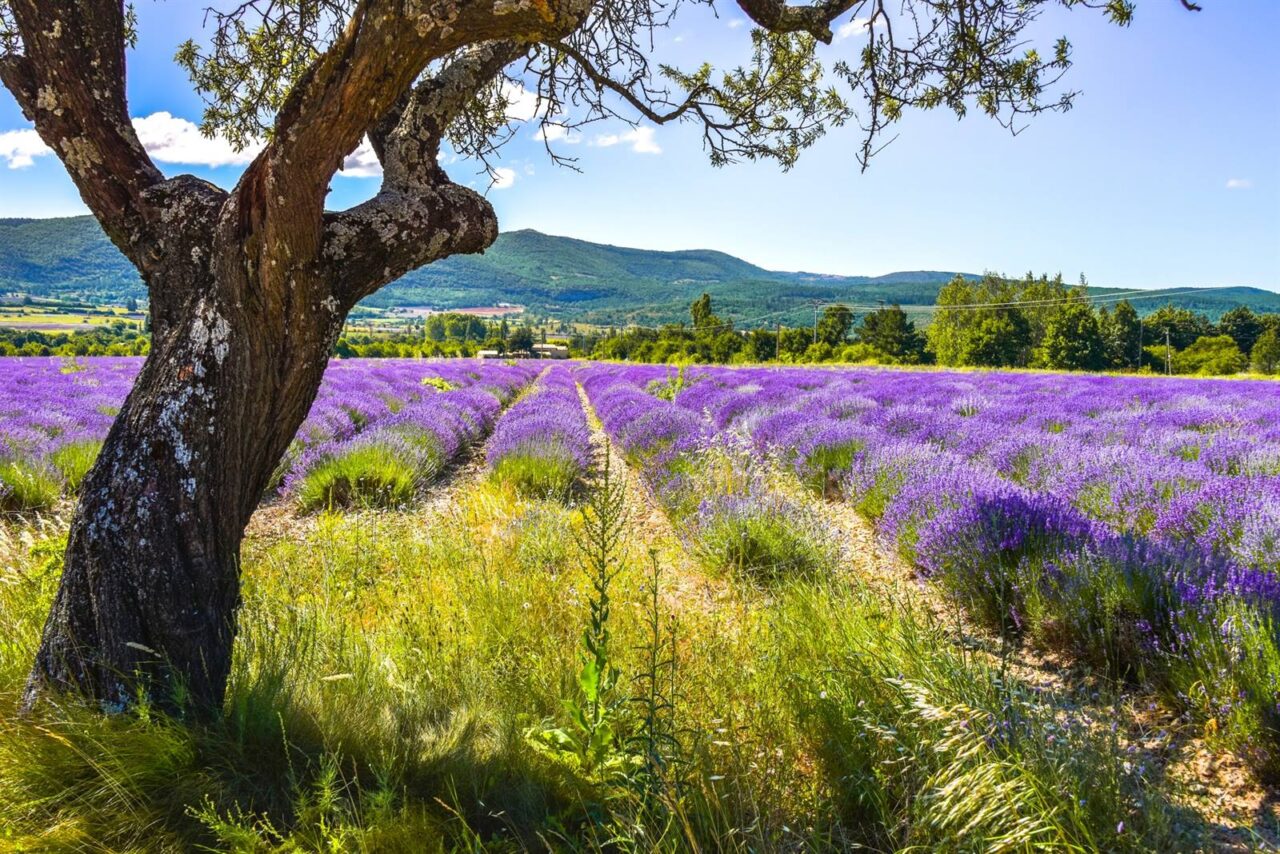 ZorgWonder.nl - essentiele etherische olie lavendel salie frankincense oregano oils steranijs